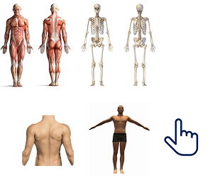 images of the muscular and skeletal anatomy